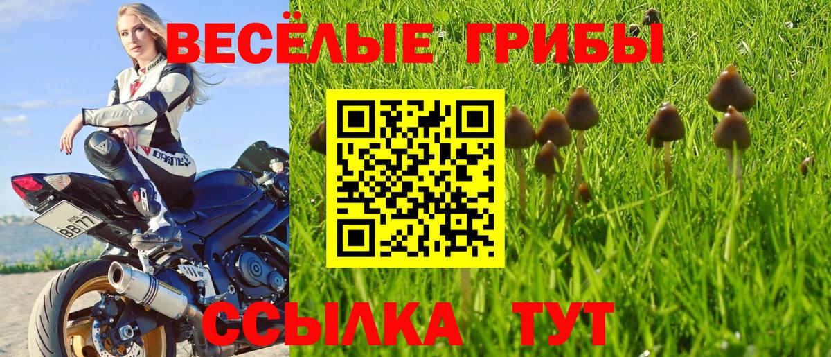 Псилоцибиновые грибы Psilocybine cubensis  Вход с VPN  Лесной 
